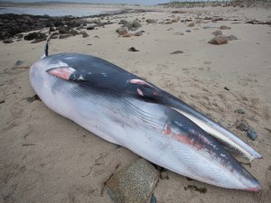 Minke whale strands Omey Island